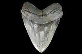 Serrated, Fossil Megalodon Tooth - Georgia #99328-1